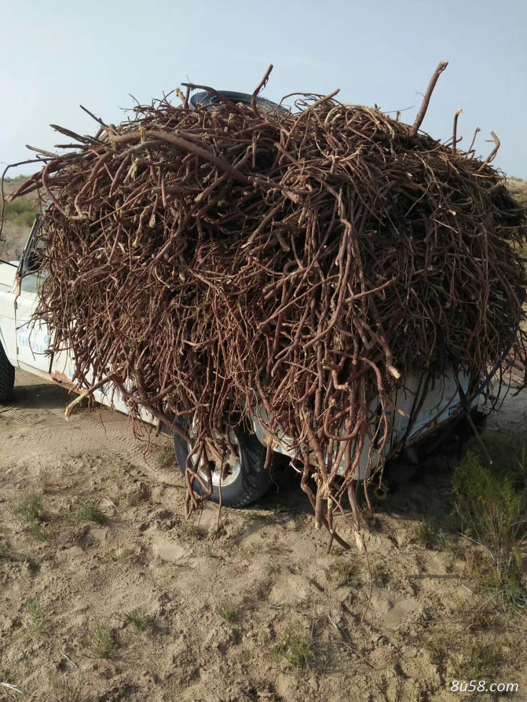 大量野生、人工毛草，品质好含量好