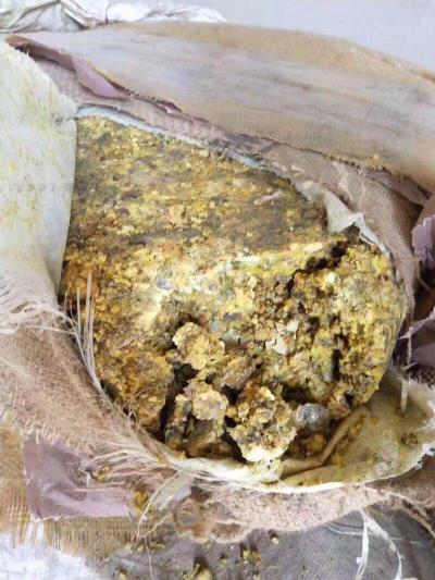 新疆臭阿魏
