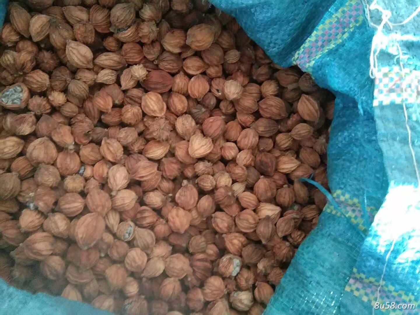 出售砂仁