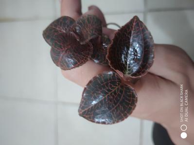 （野生）金线莲