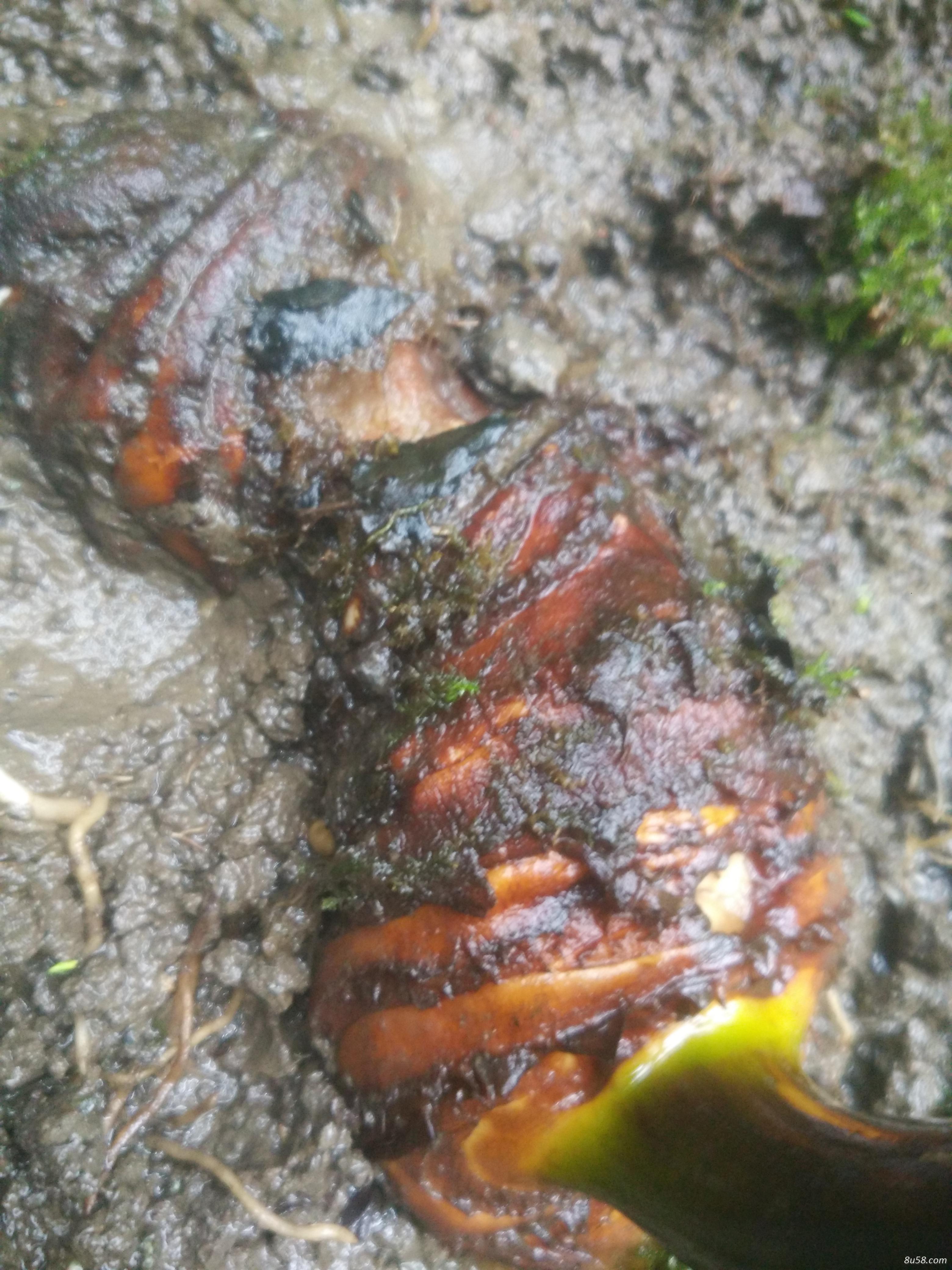 出售野生重楼鲜货