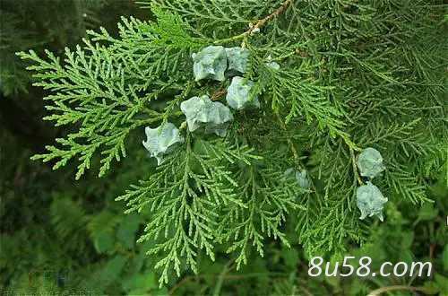 侧柏叶湖南省怀化雪峰山侧柏叶治疗脱发白发百年老树