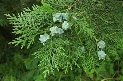 侧柏叶湖南省怀化雪峰山侧柏叶治疗脱发白发百年老树