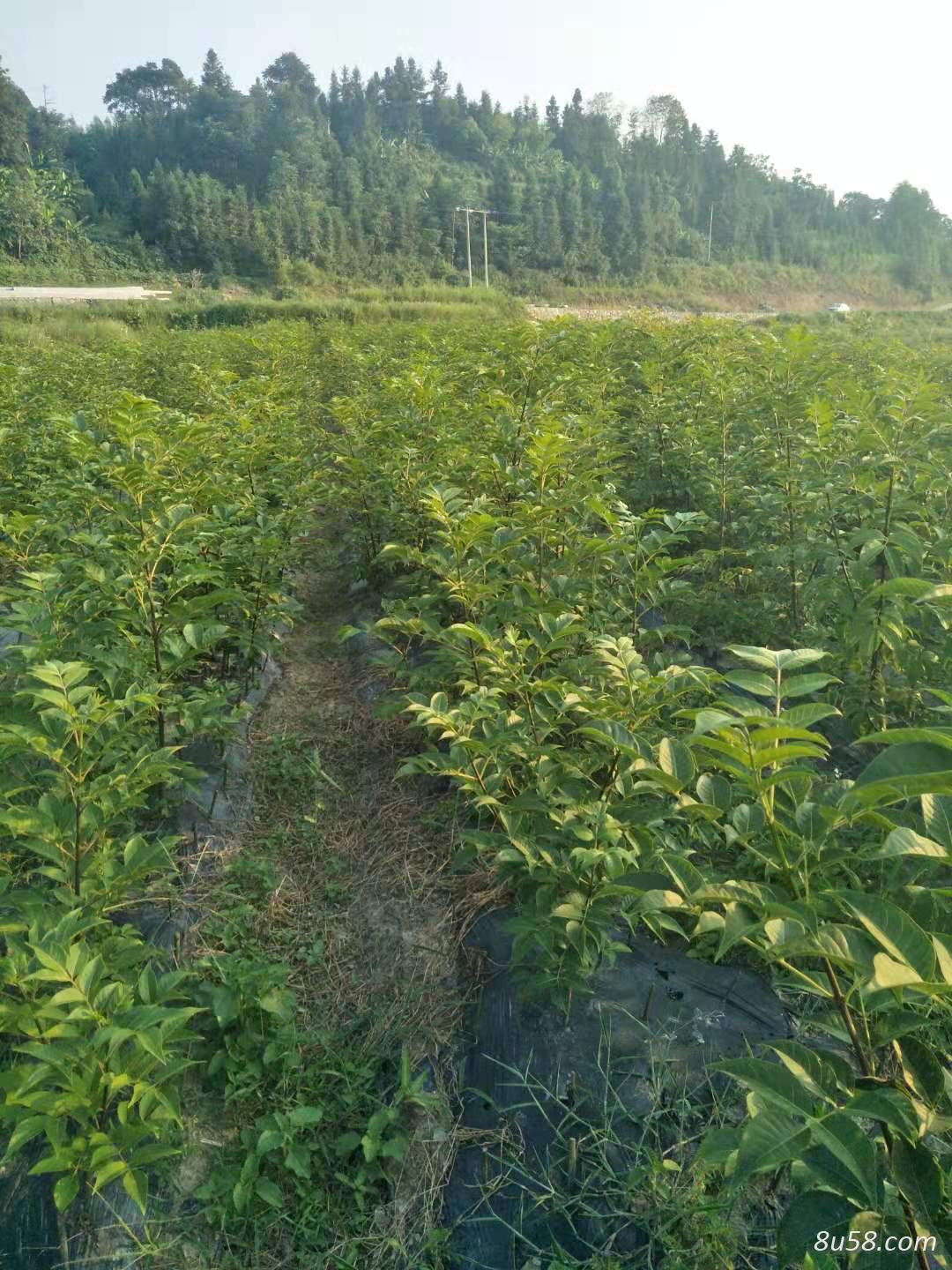 出售吴茱萸种苗以及果实,价格优惠,可先发送样品或者现场参观 出售吴茱萸种苗以及果实,价格优惠,可先发送样品或者现场参观