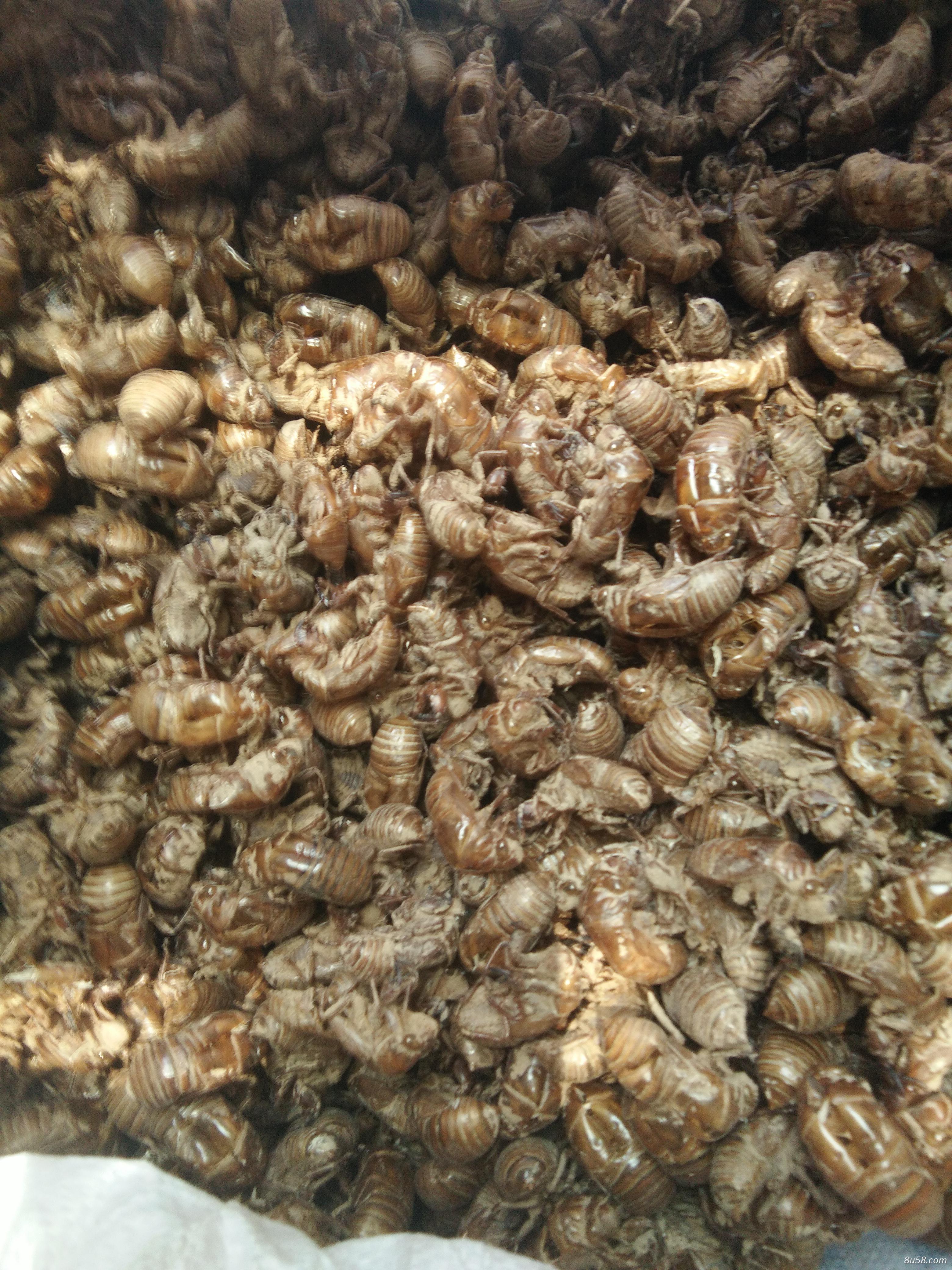 沙土地纯野生蝉蜕，质量上成