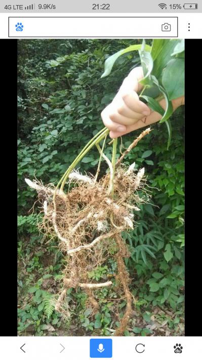 大量出售 玉竹欢迎实地考察