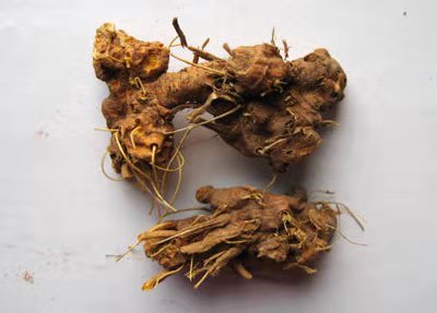 5年生射干干货
