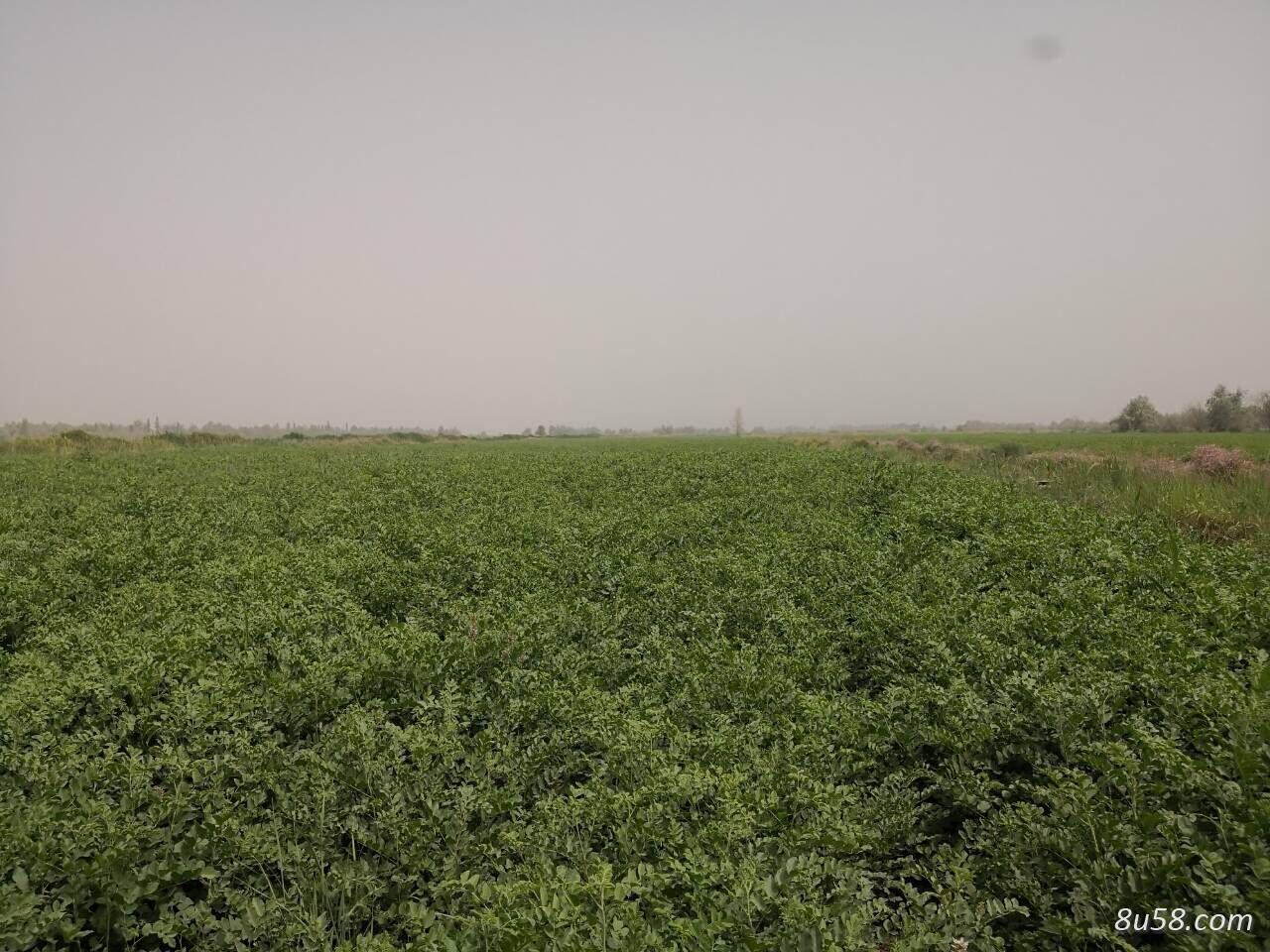 新疆100亩红皮甘草出售