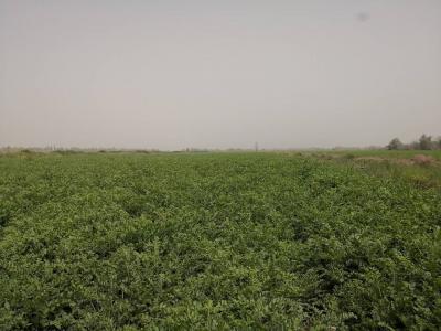 新疆100亩红皮甘草出售
