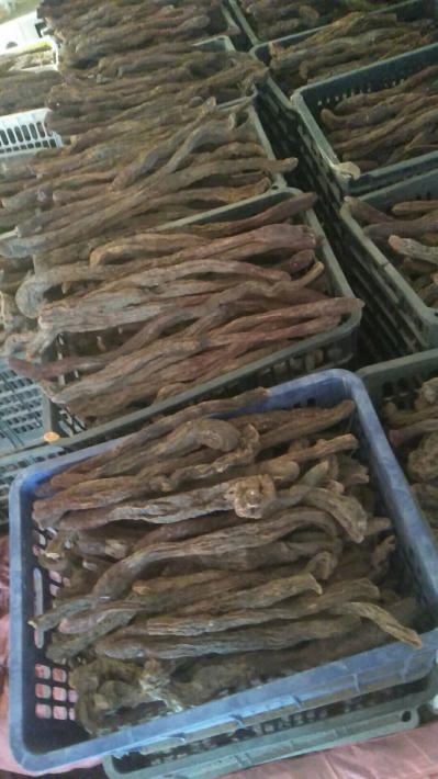 大量批发阿拉善精品野生锁阳