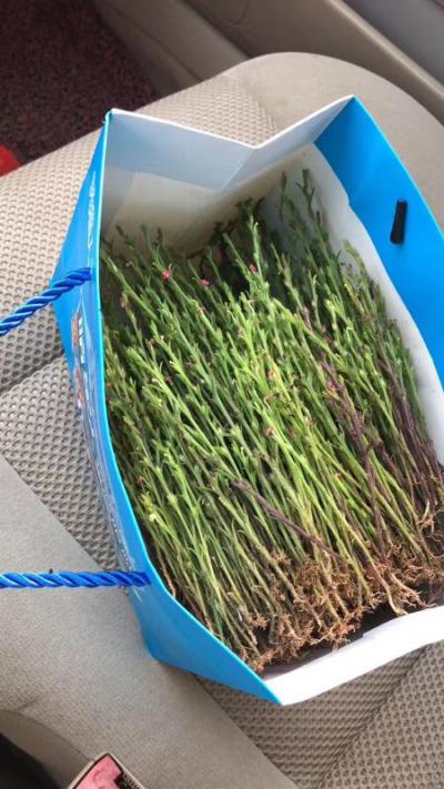 独脚金，如果你家宝宝不爱吃饭你一定要试试这碗汤