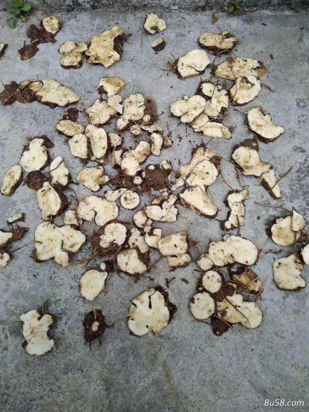 农家肥半野生南苍术出售新鲜现挖