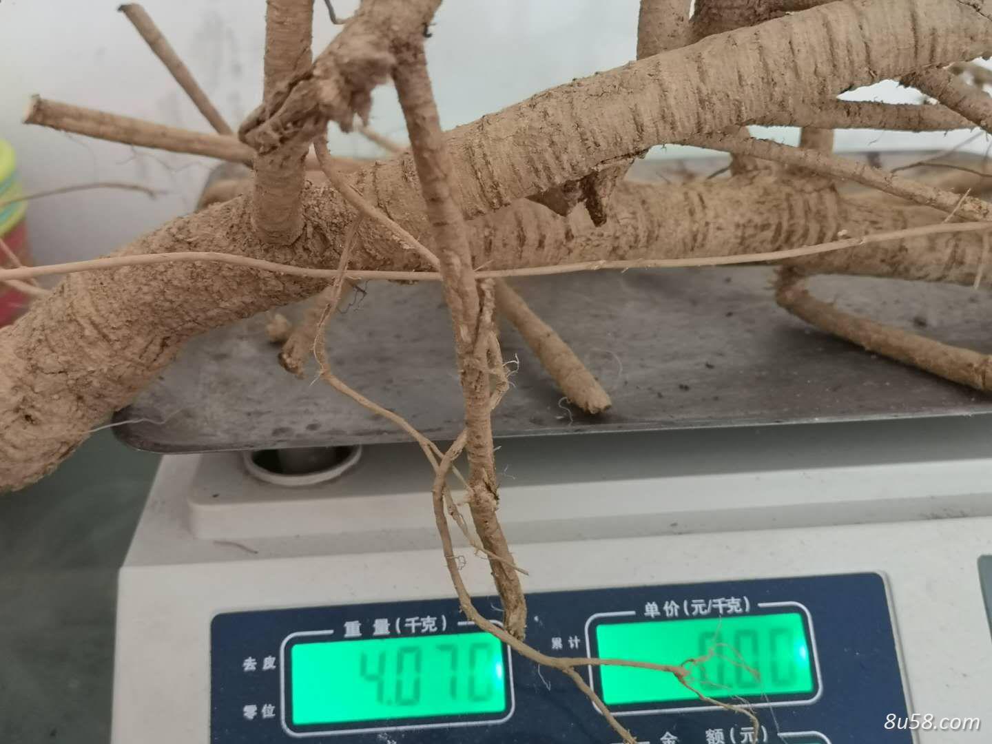 牛大力鲜货，干品