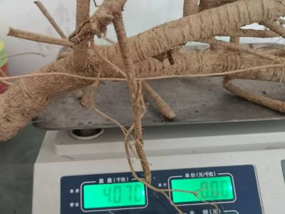 牛大力鲜货，干品