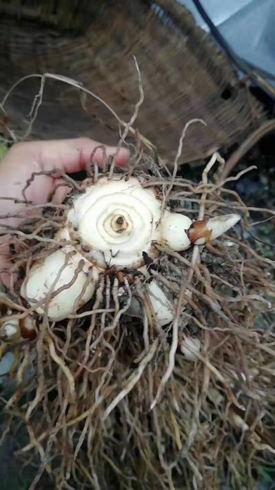 出售白芨