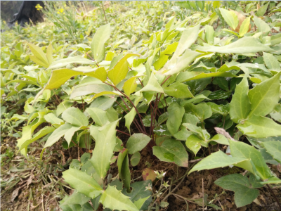 贵州中药材种苗 山豆根（岩苦参、苦参）