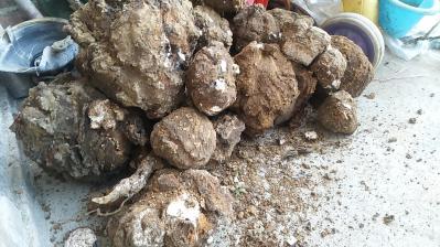 大量茯苓出售