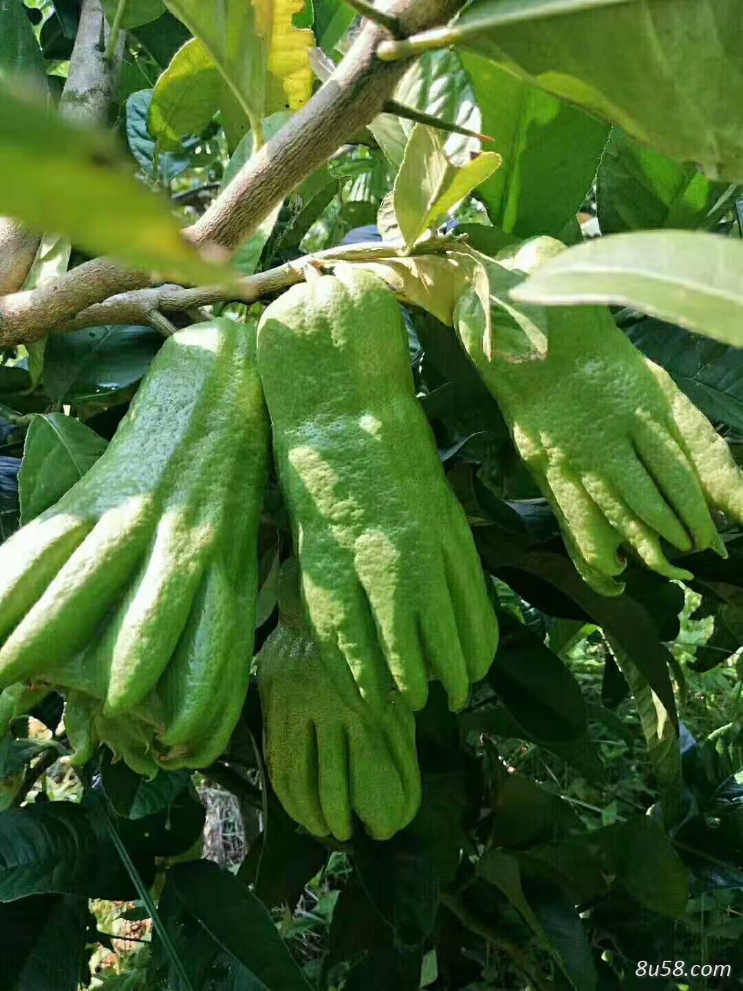 长期出售大货佛手