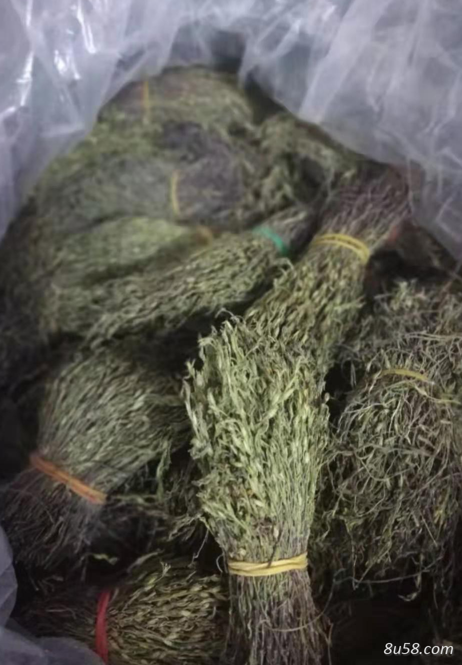 独脚金干货