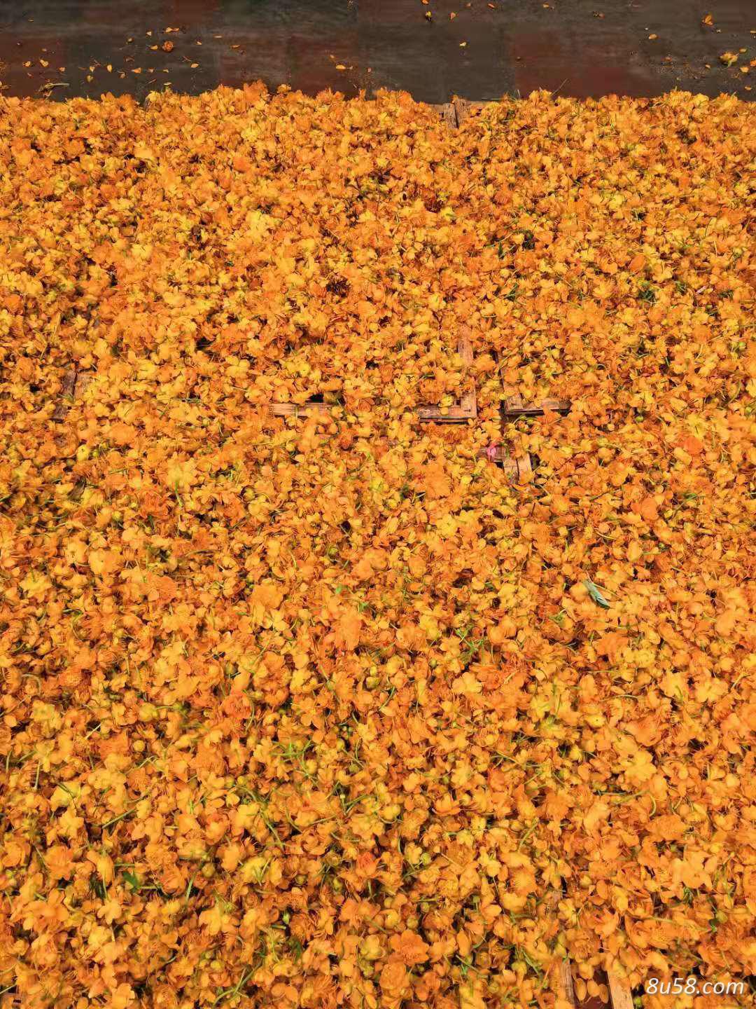 供应药用、茶用金莲花