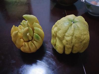 自产佛手柑