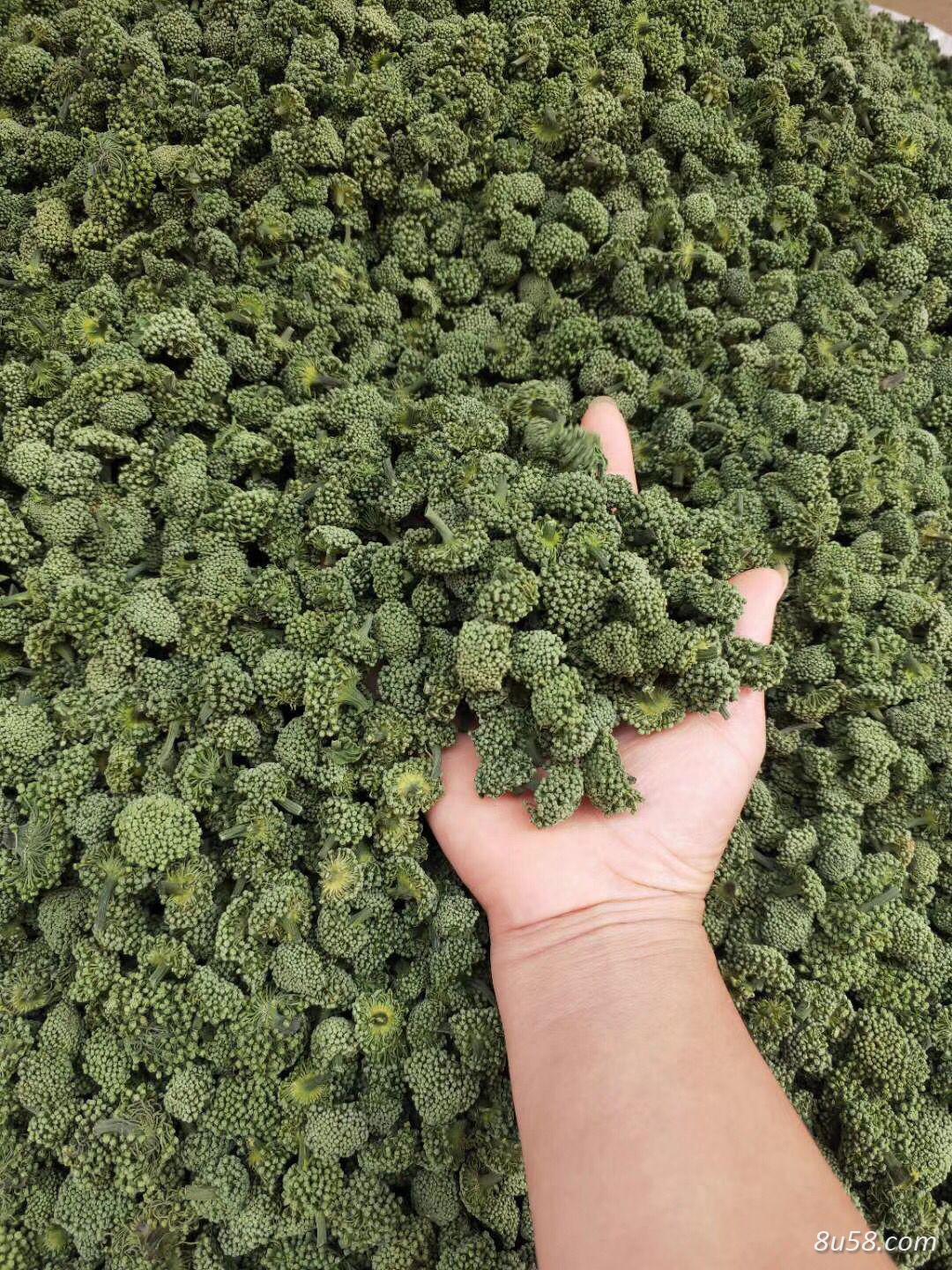 三七花
