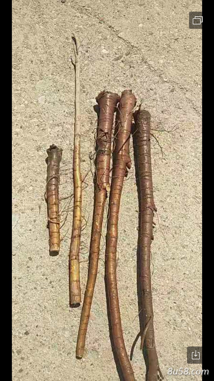 800亩3年生红皮甘草待售