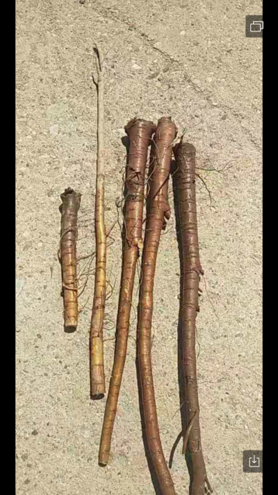 800亩3年生红皮甘草待售