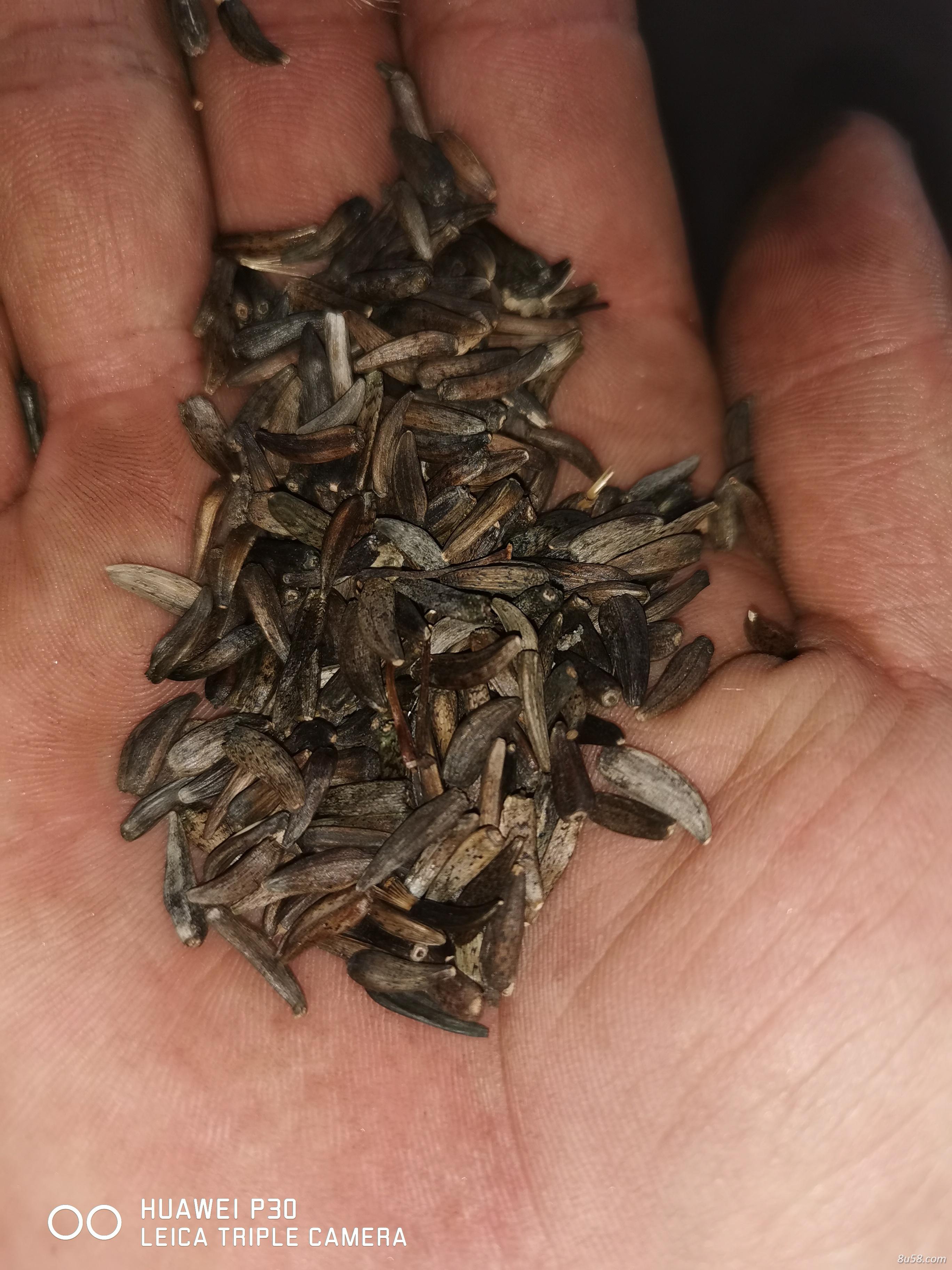 出售云木香籽 出售云木香籽