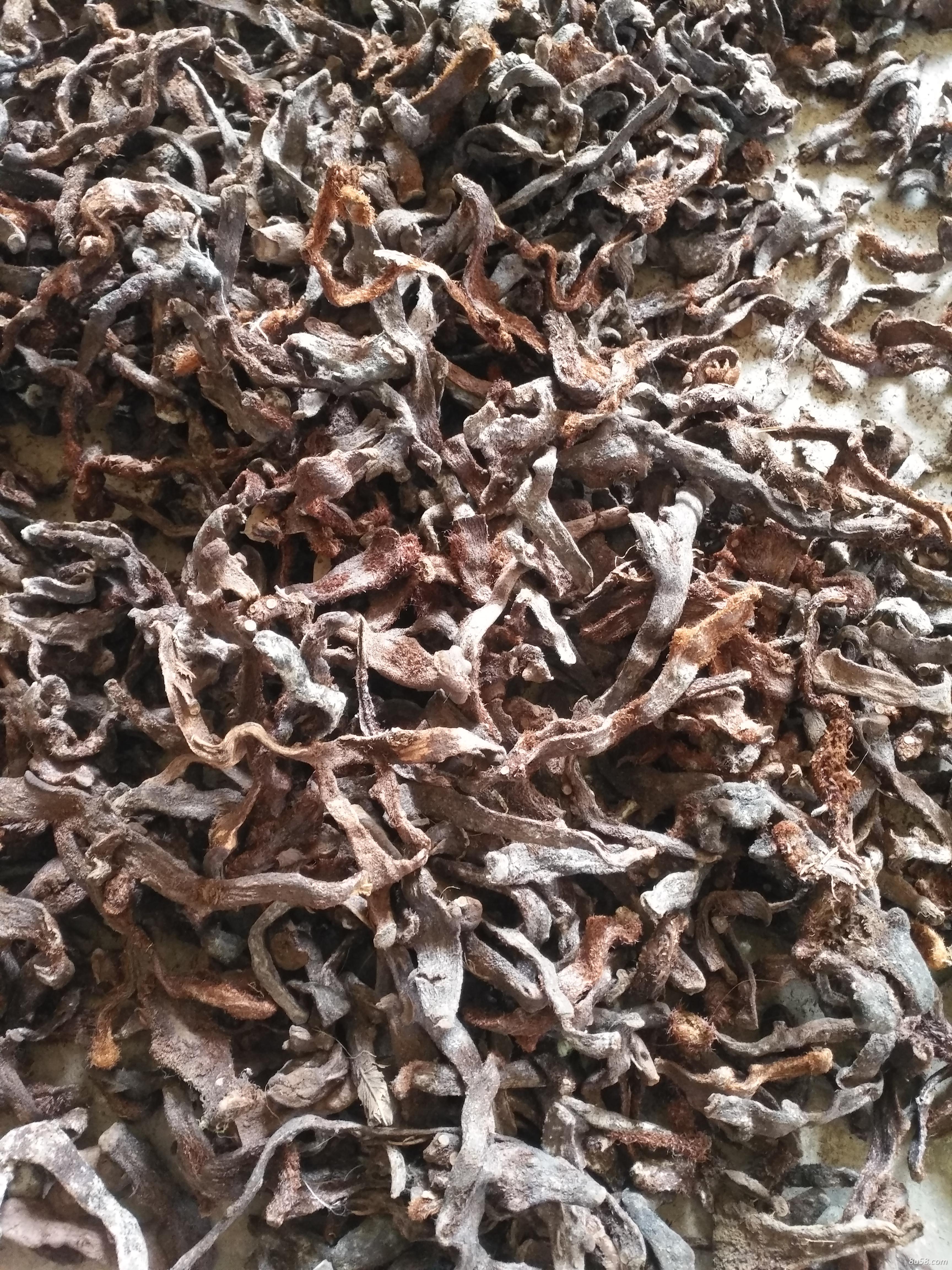 应供贵州骨碎补