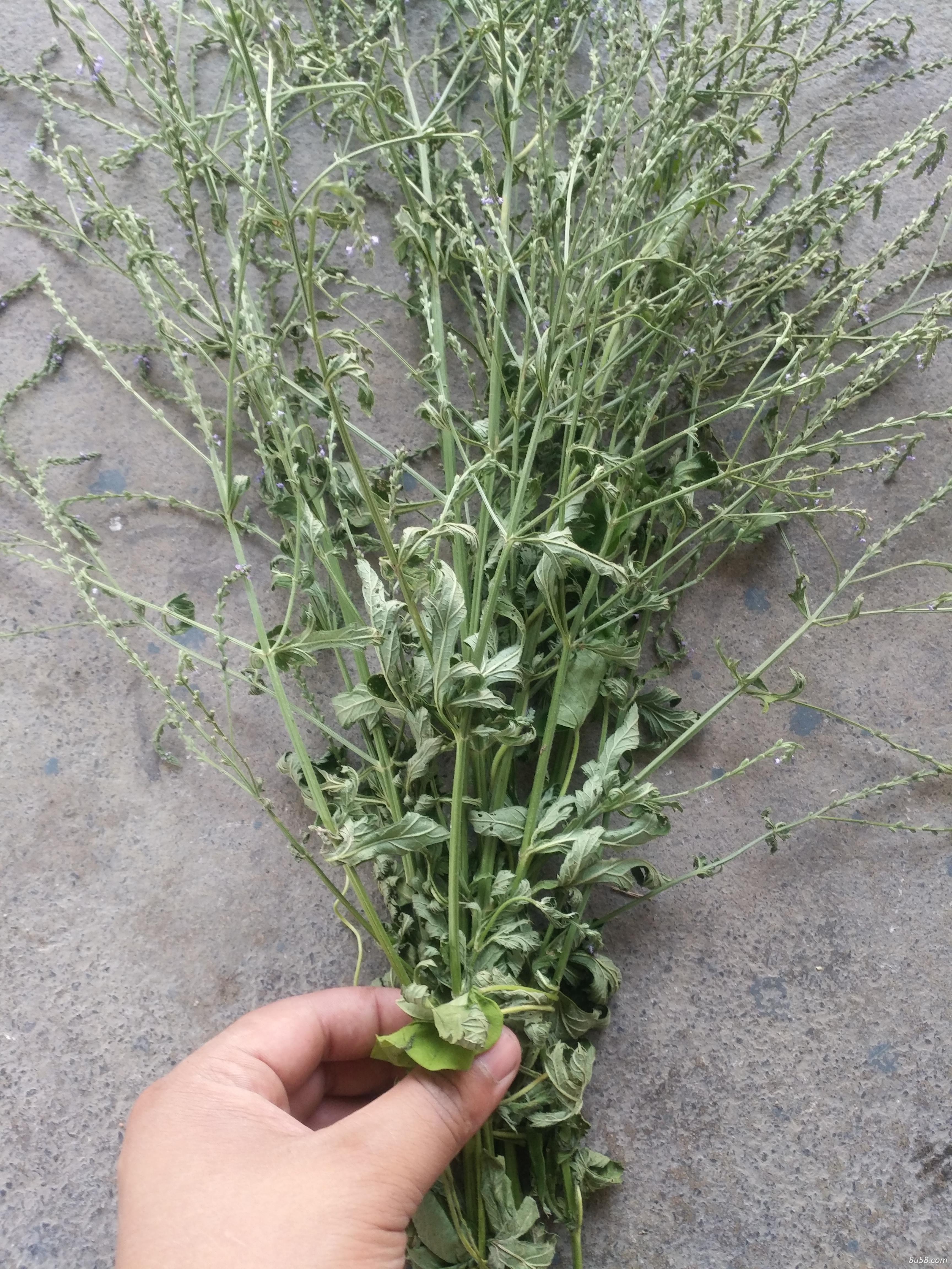 大货供应贵州马鞭草