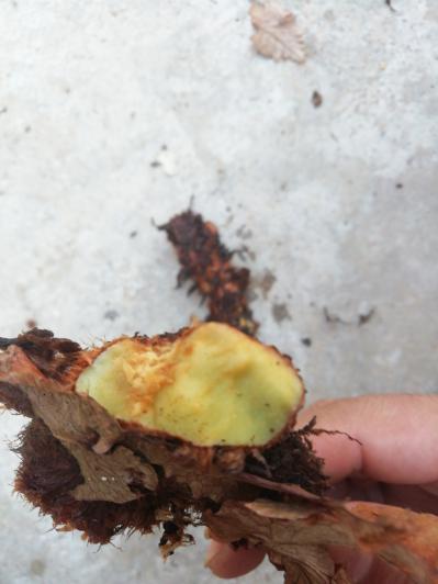 大量毛姜急售