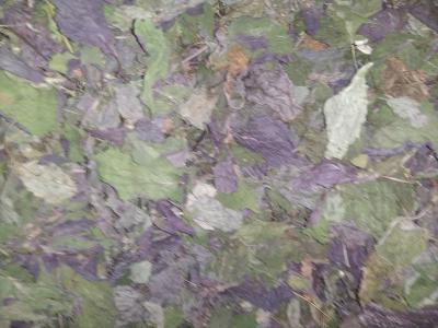紫苏叶 苏叶