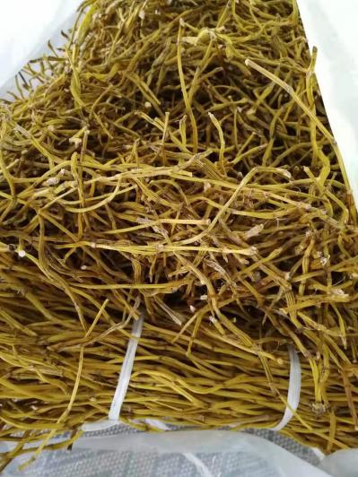 赤水金钗石斛干条，老条烘烤，石斛碱含量超高，生长于赤水自然山石上，软黄金、千年润