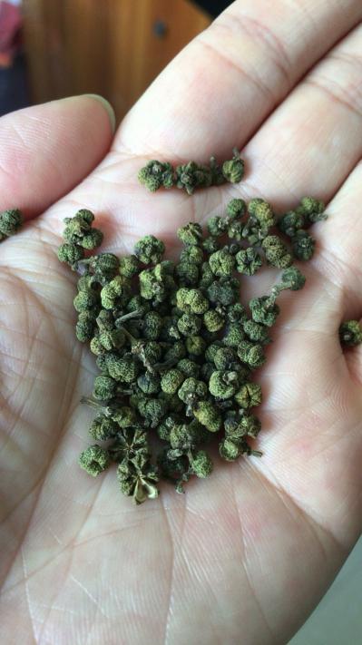 特级中花吴茱萸野生正品新货干货中药材