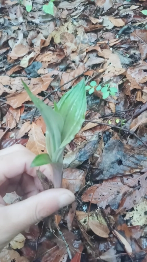 长年供应见血清