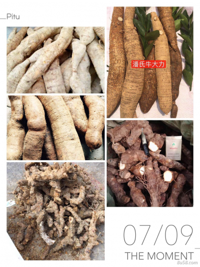 长期收购和供应牛大力