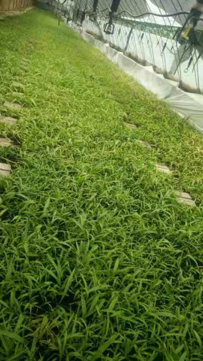 自己基地白芨种苗专售