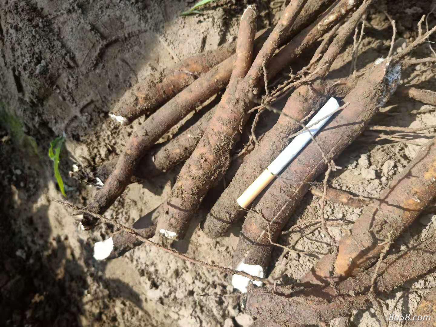 自种50亩，4年生鲜白芍