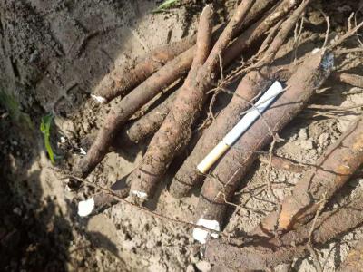 自种50亩，4年生鲜白芍