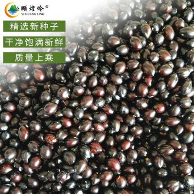 仿野生山豆根种子 贵州岩苦参种子 种植简单管理粗放 收益好的道地药材品种