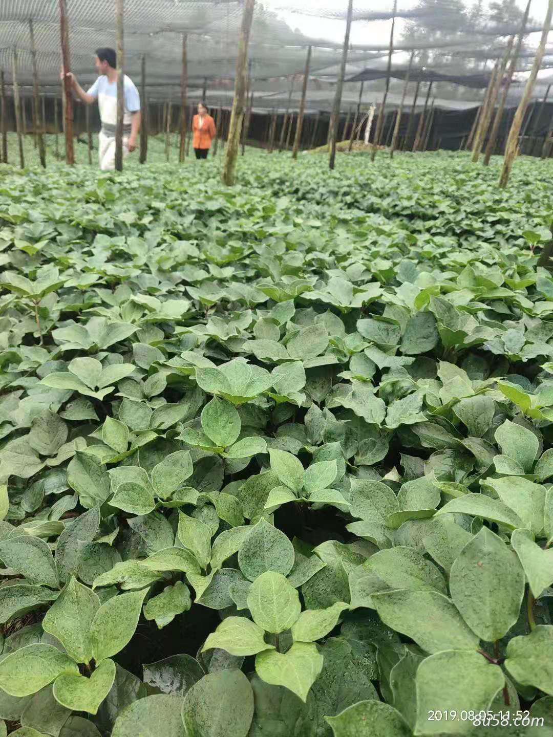 精选优质云南红花滇黄精种苗 精选优质云南红花滇黄精种苗