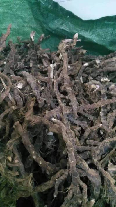 野生的石菖蒲