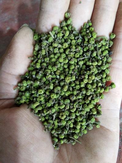 江西中花吴茱萸干货出售
