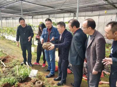 珠芽魔芋高抗软腐病高葡甘聚糖含量