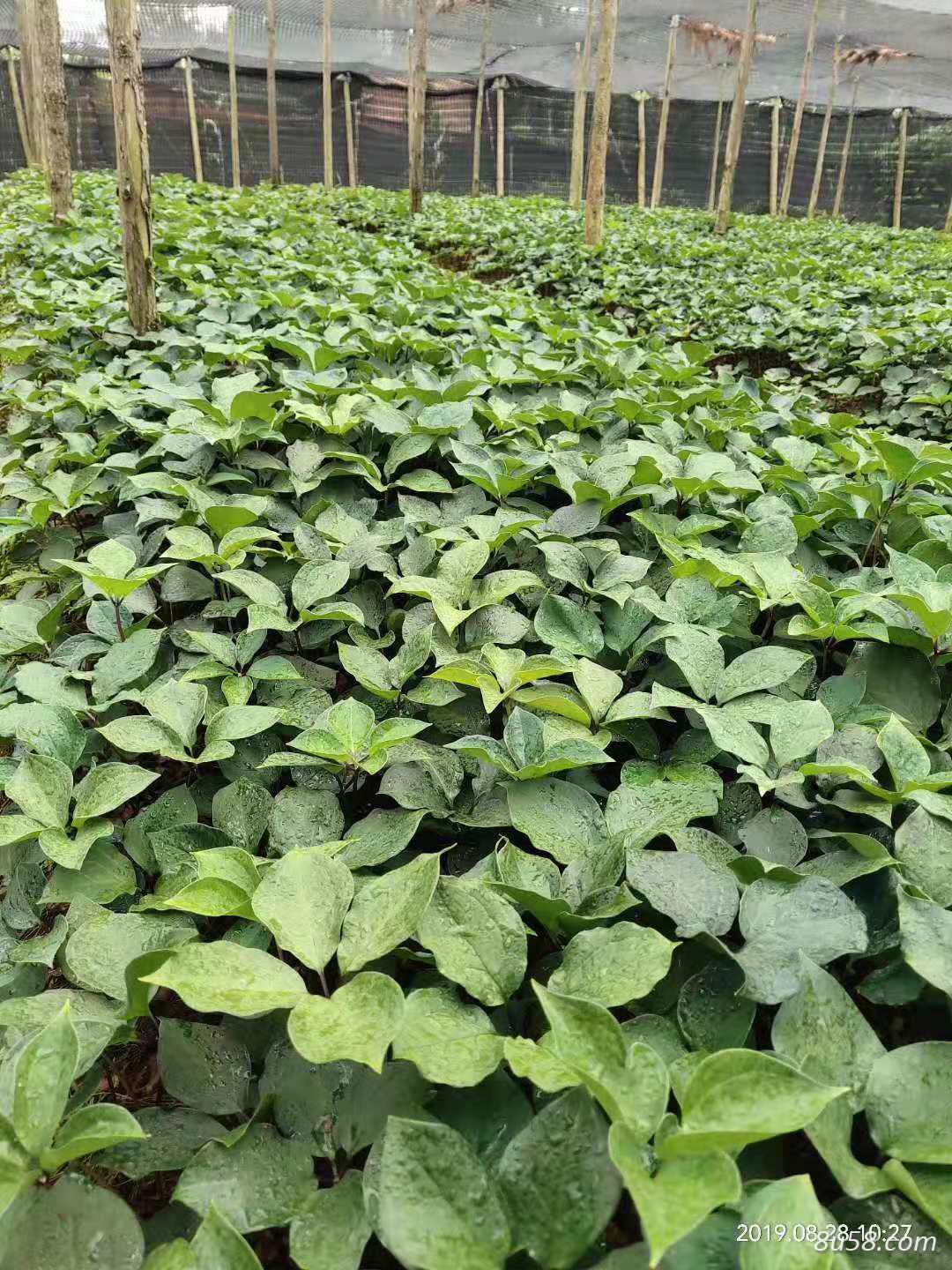 云南高杆滇重楼(最好品种)4年种苗 成活率高 云南高杆滇重楼(最好品种)4年种苗 成活率高