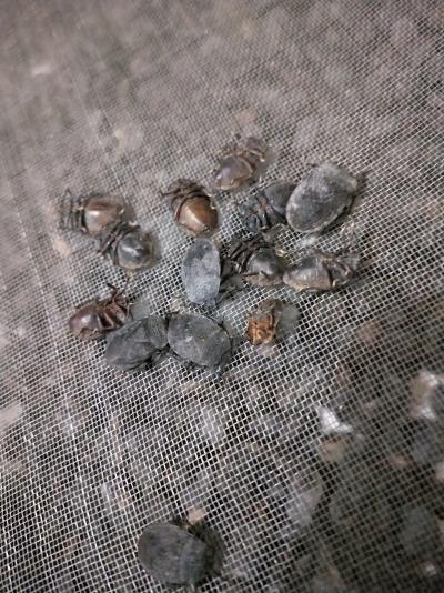 出售九香虫