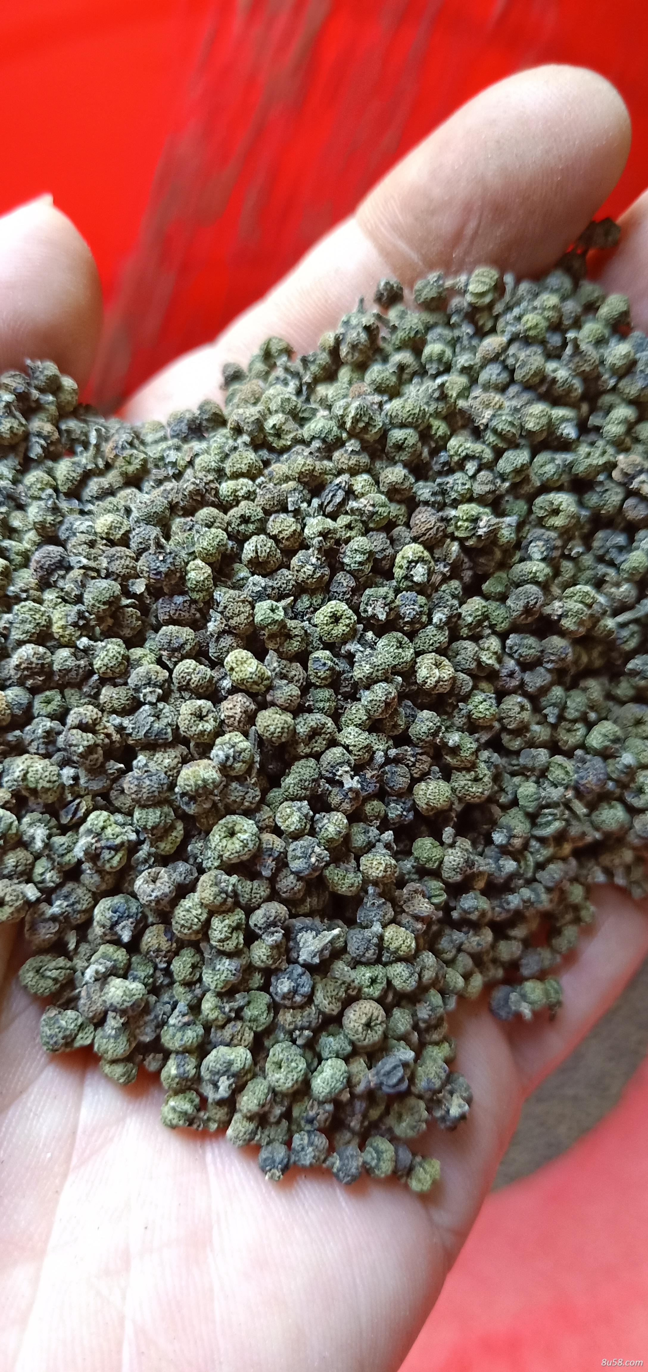供应中花吴茱萸干货,青色园颗不开裂 供应中花吴茱萸干货,青色园颗不开裂