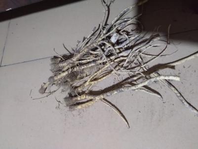 关防风黑龙江大庆的