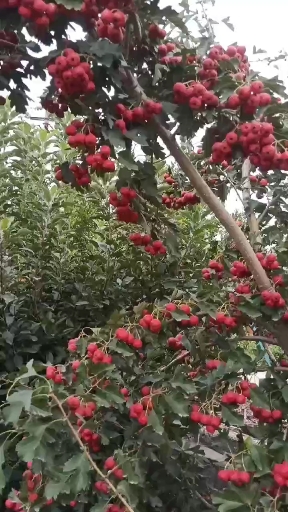 甜红子山楂苗 甜红子山楂苗